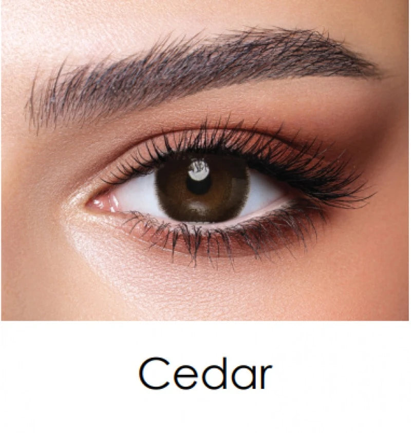 BELLA CEDAR- ONEDAY COLLECTION